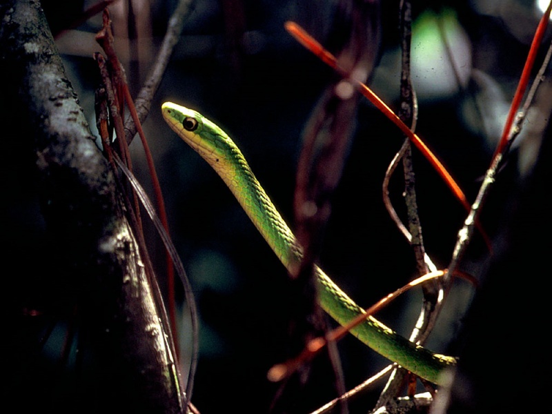 snake5