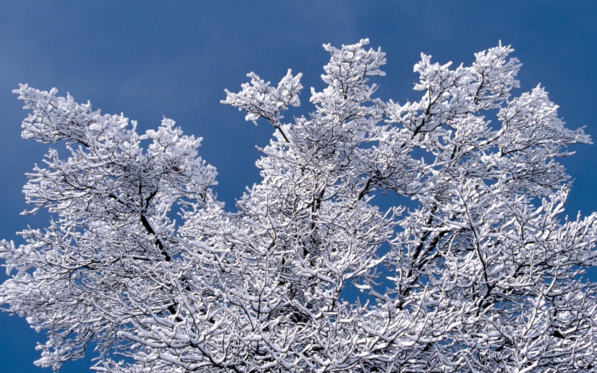 Деревья под снегом. Снежные деревья. Trees covered with frost. Иней на деревьях. Красивое развесистое дерево зимой.