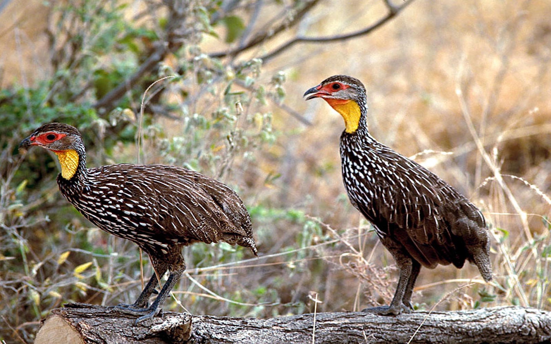 spurfowl