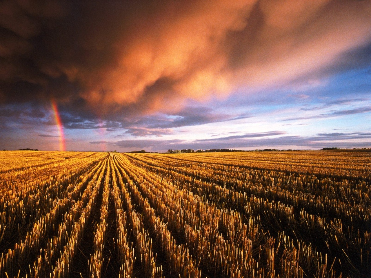 Stubble Field, Saskatchewan, Canada   