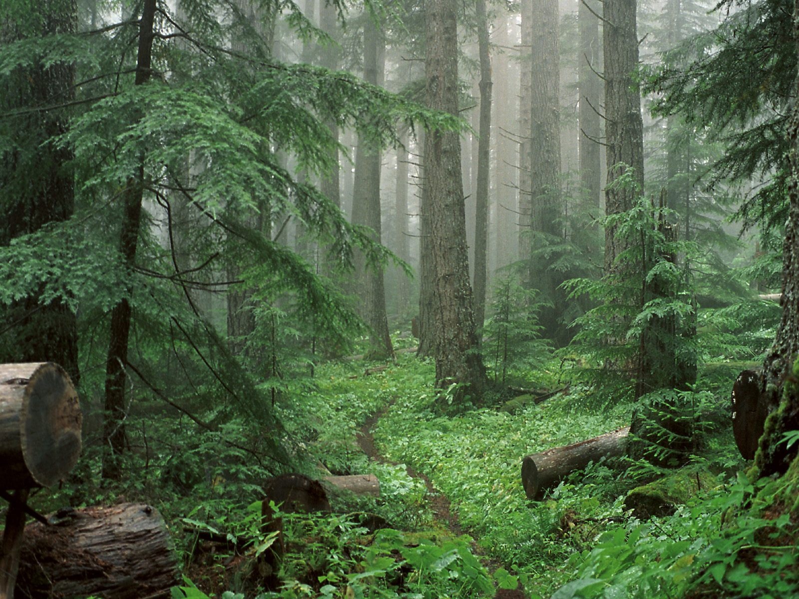 Through the Mist to Royal Basin, Olympic Nationa