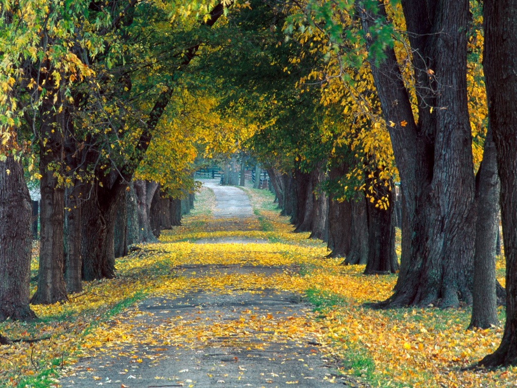 Tree Lined Roadway, Louisville, Kentucky   1600x