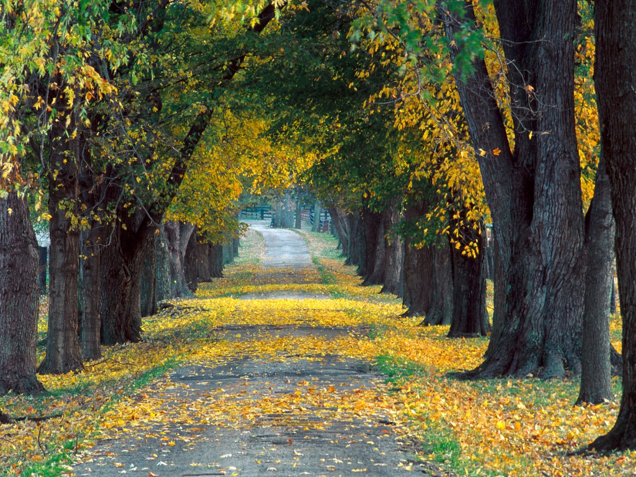 Tree Lined Roadway, Louisville, Kentucky   1600x