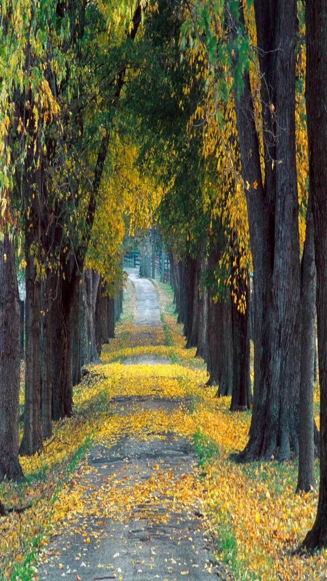 Tree Lined Roadway, Louisville, Kentucky   1600x
