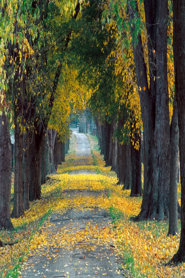 Tree Lined Roadway, Louisville, Kentucky   1600x