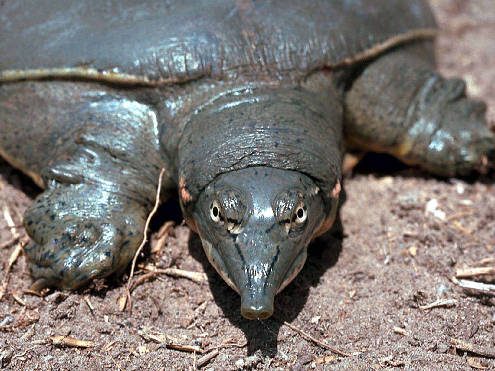 turtle3