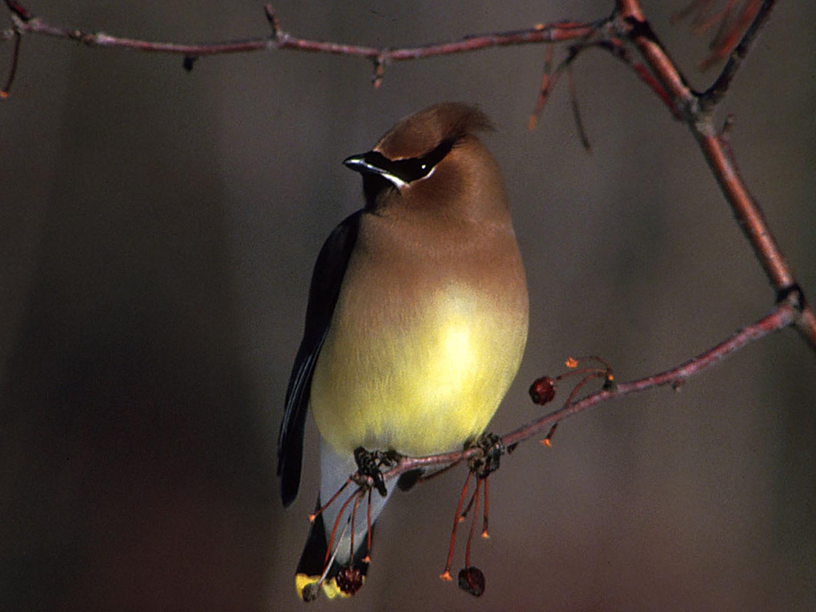 waxwing