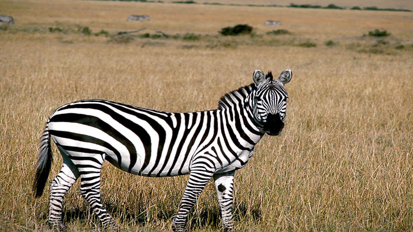 Zebra