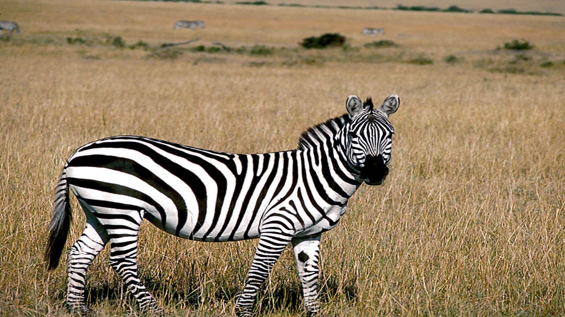Zebra