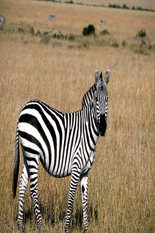 Zebra