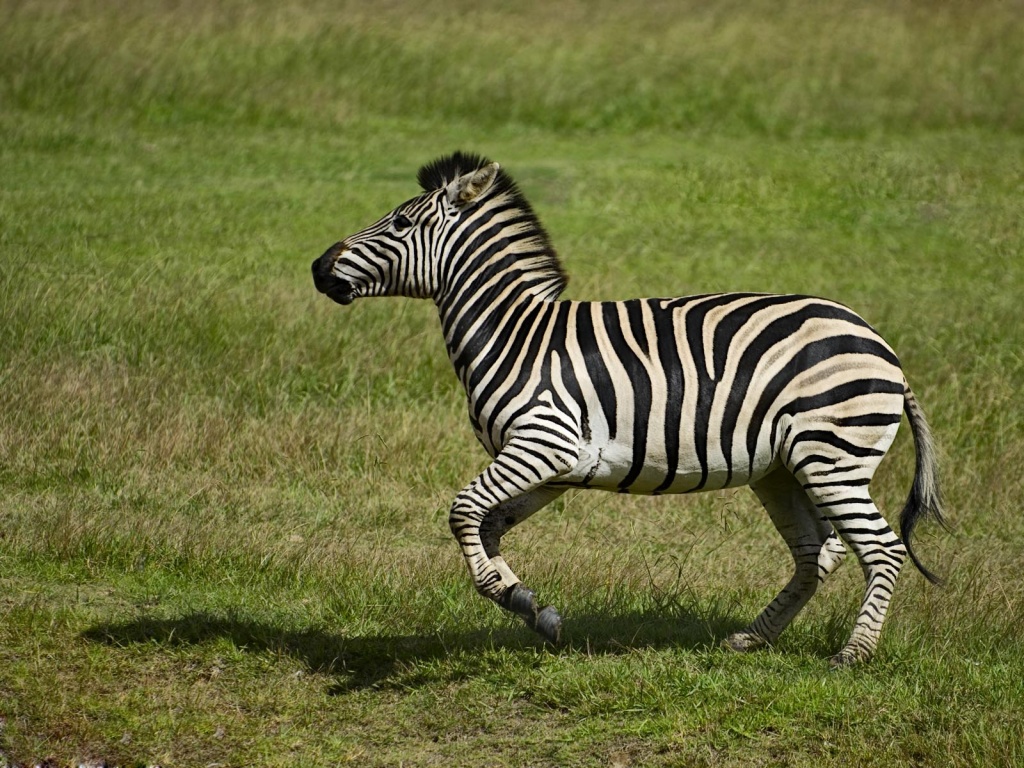 Zebra