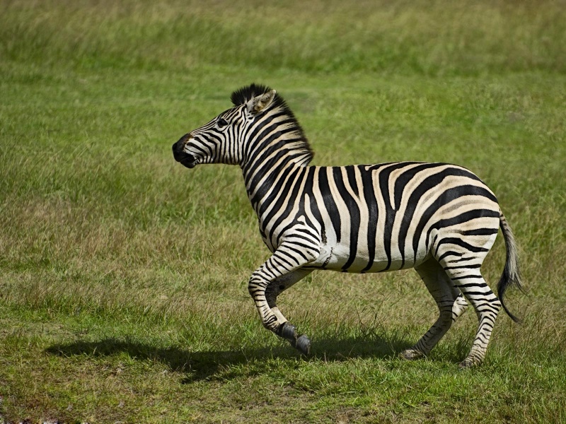 Zebra