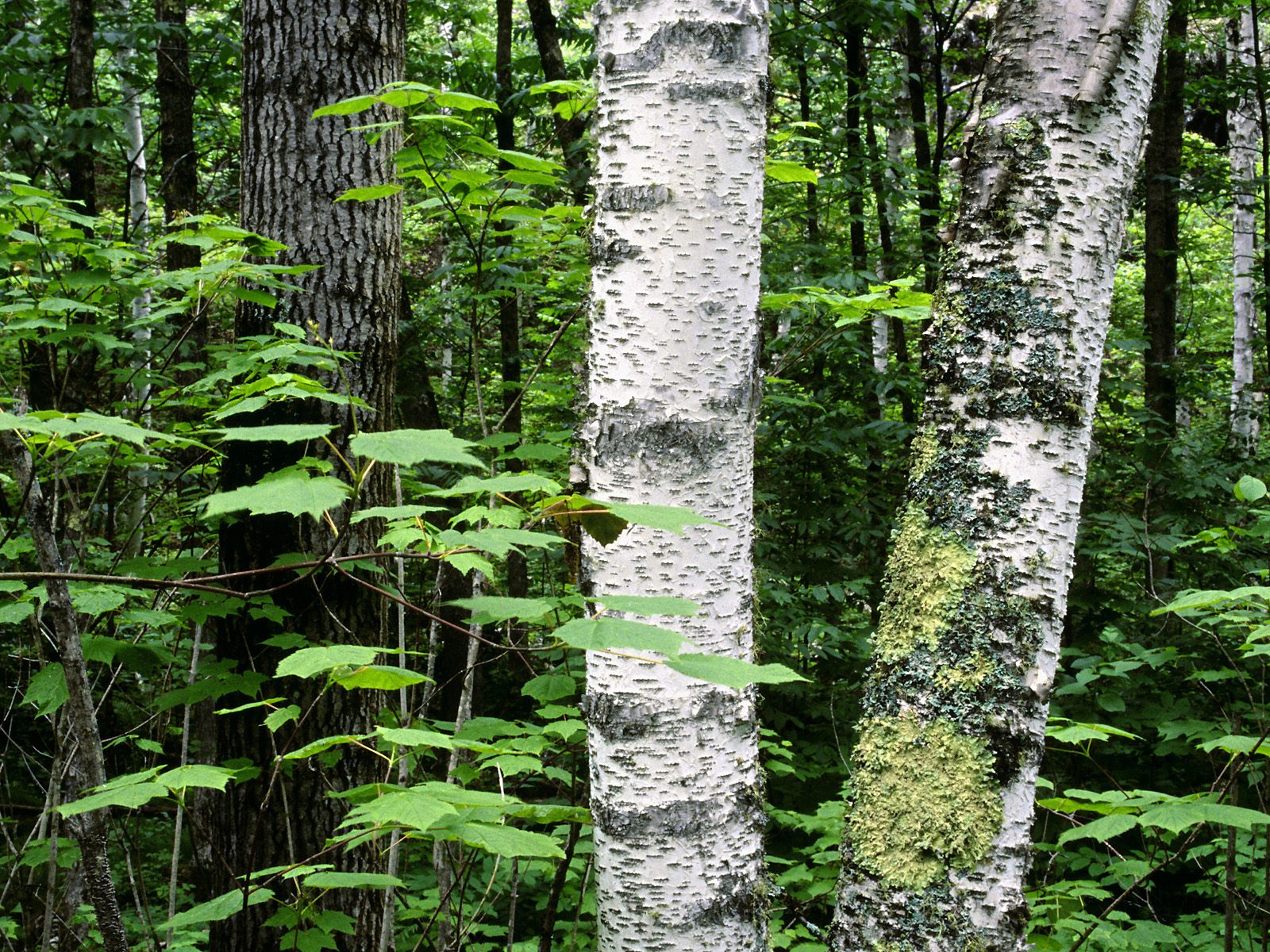 Aspen Trunks, North Woods, Quetico Provincial Pa