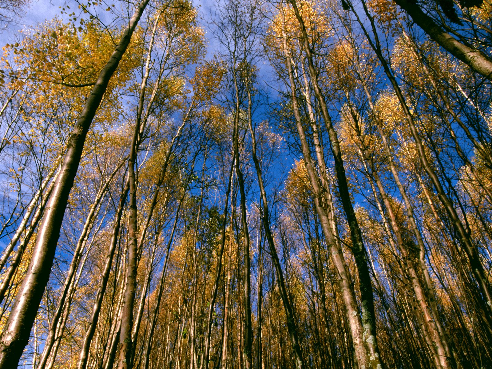 Autumn Aspens, Hidden Lake, Alaska   