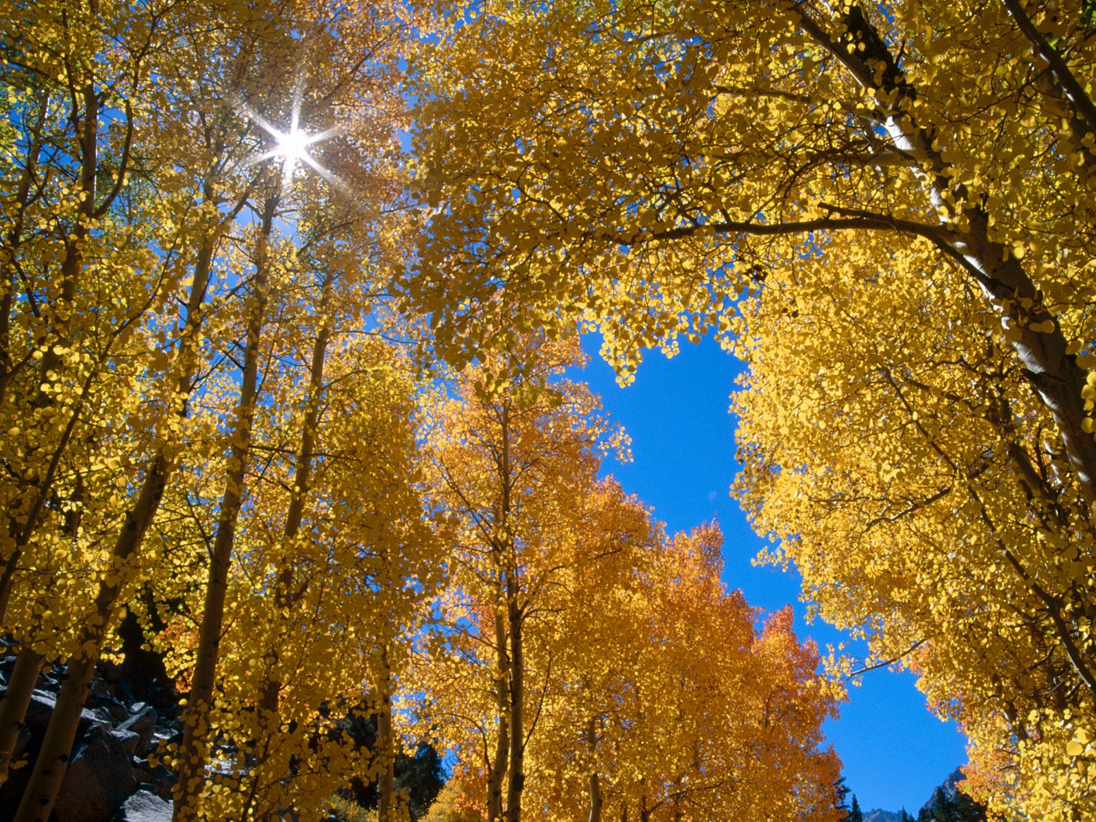 Autumn Colors, Inyo National Forest, California