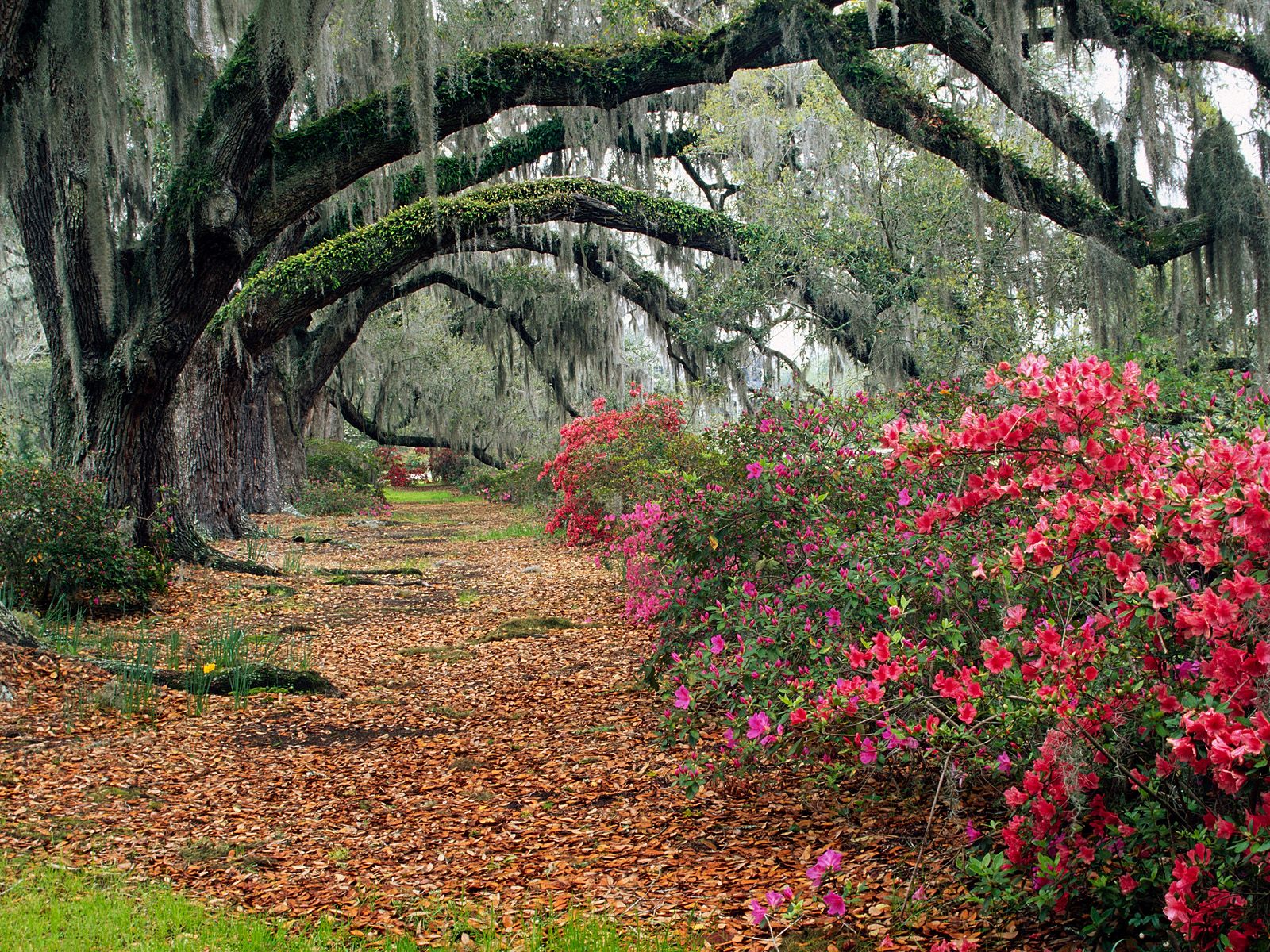 Azaleas and Live Oaks, Magnolia Plantation, Char