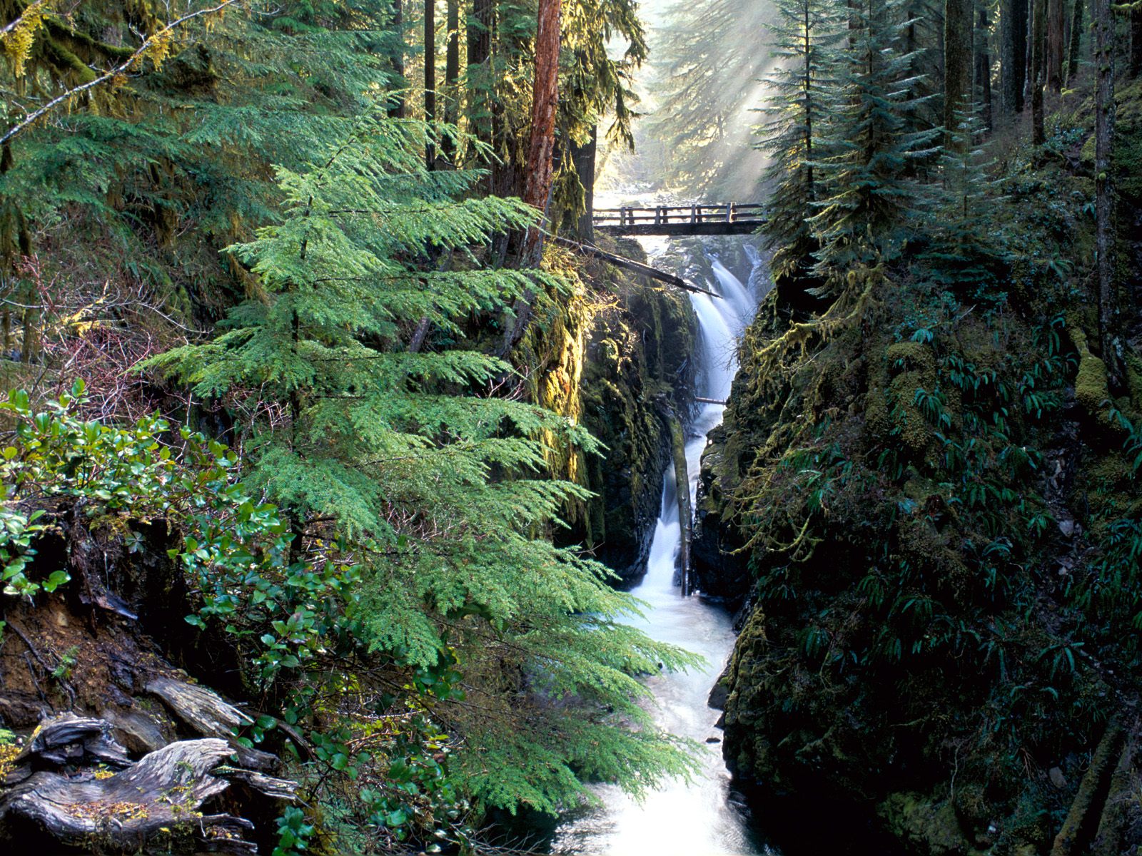 Bridge Over Sol Duc Falls, Olympic National Park