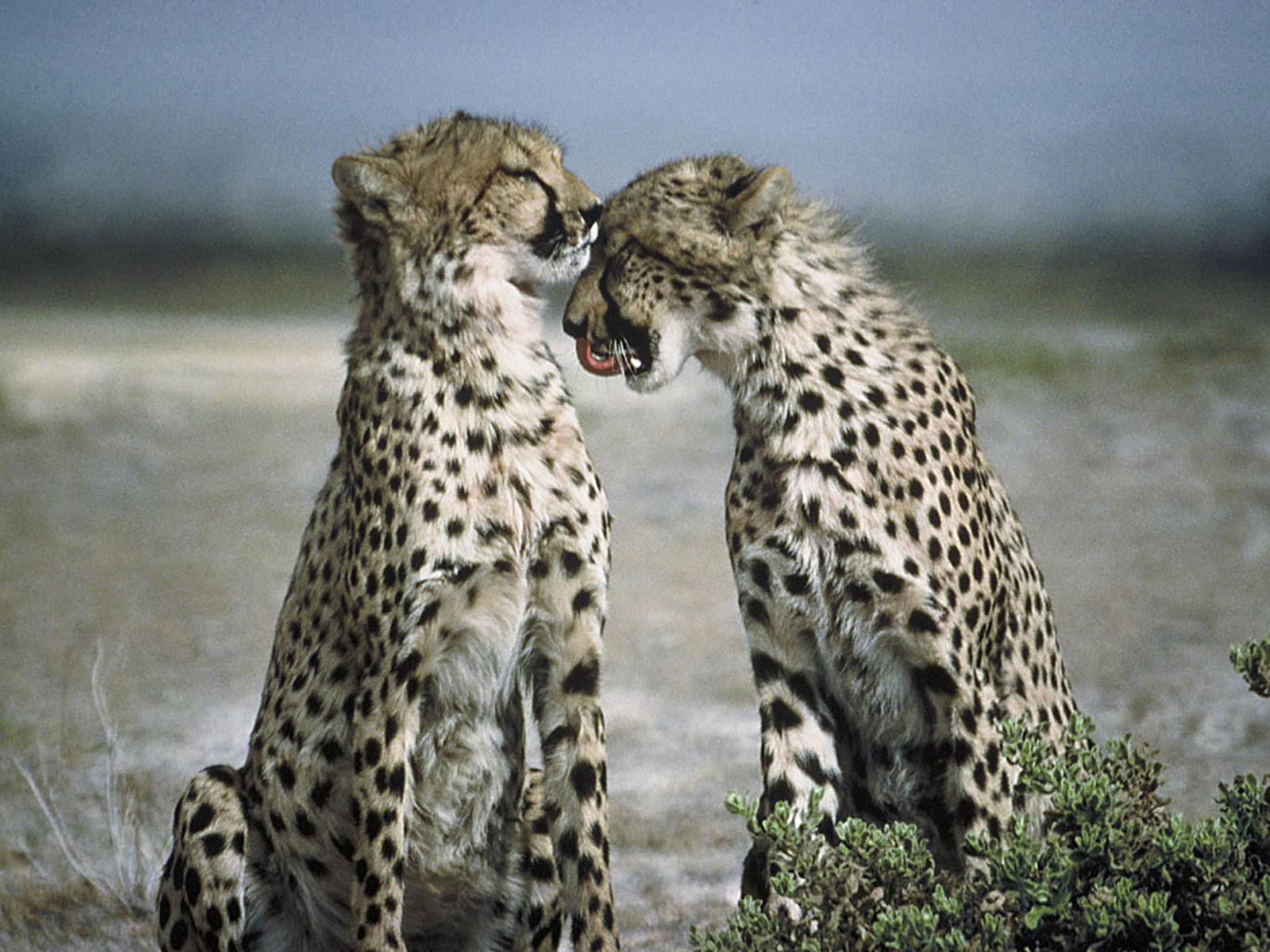 Cheetahs