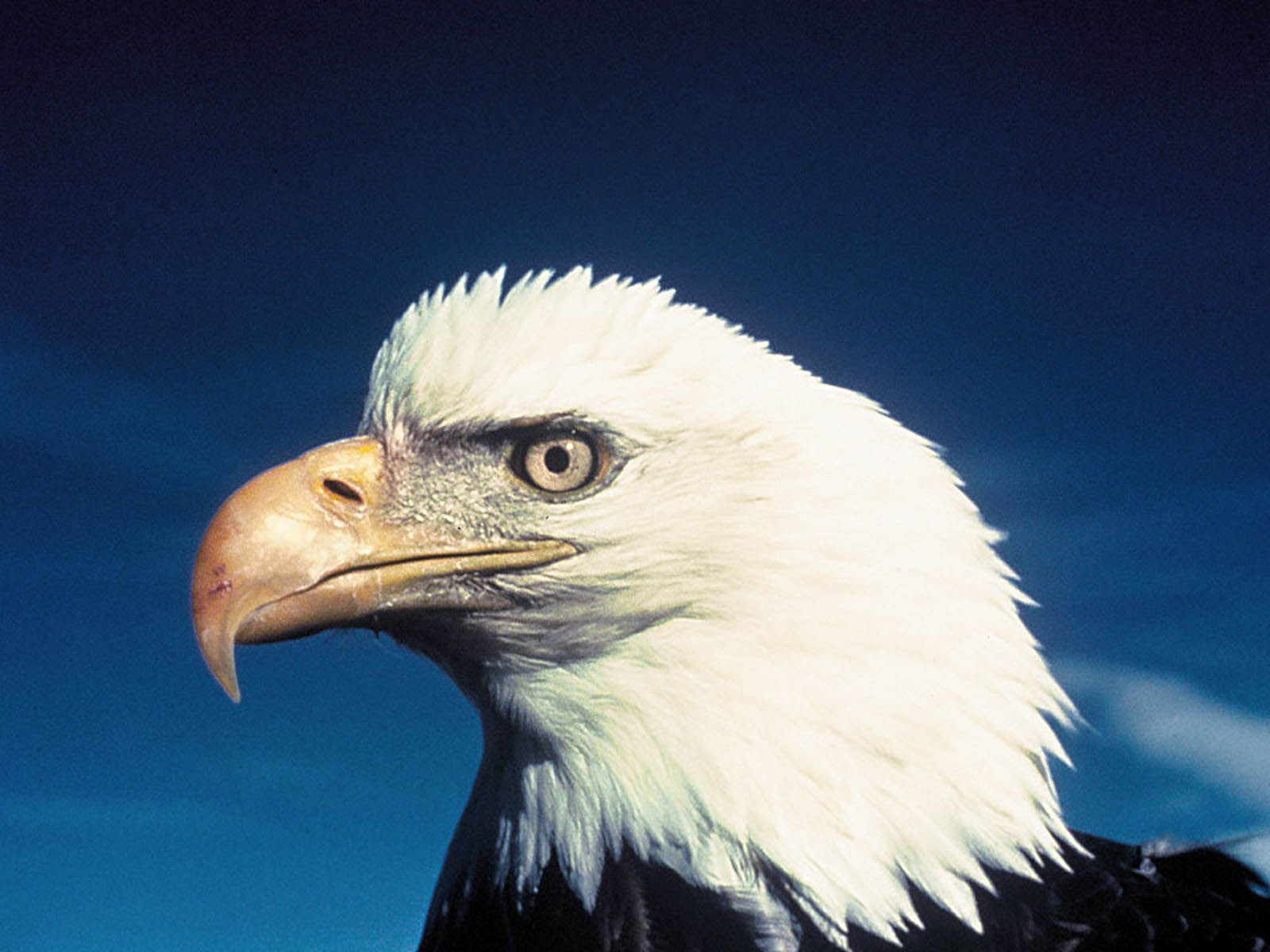 eagle