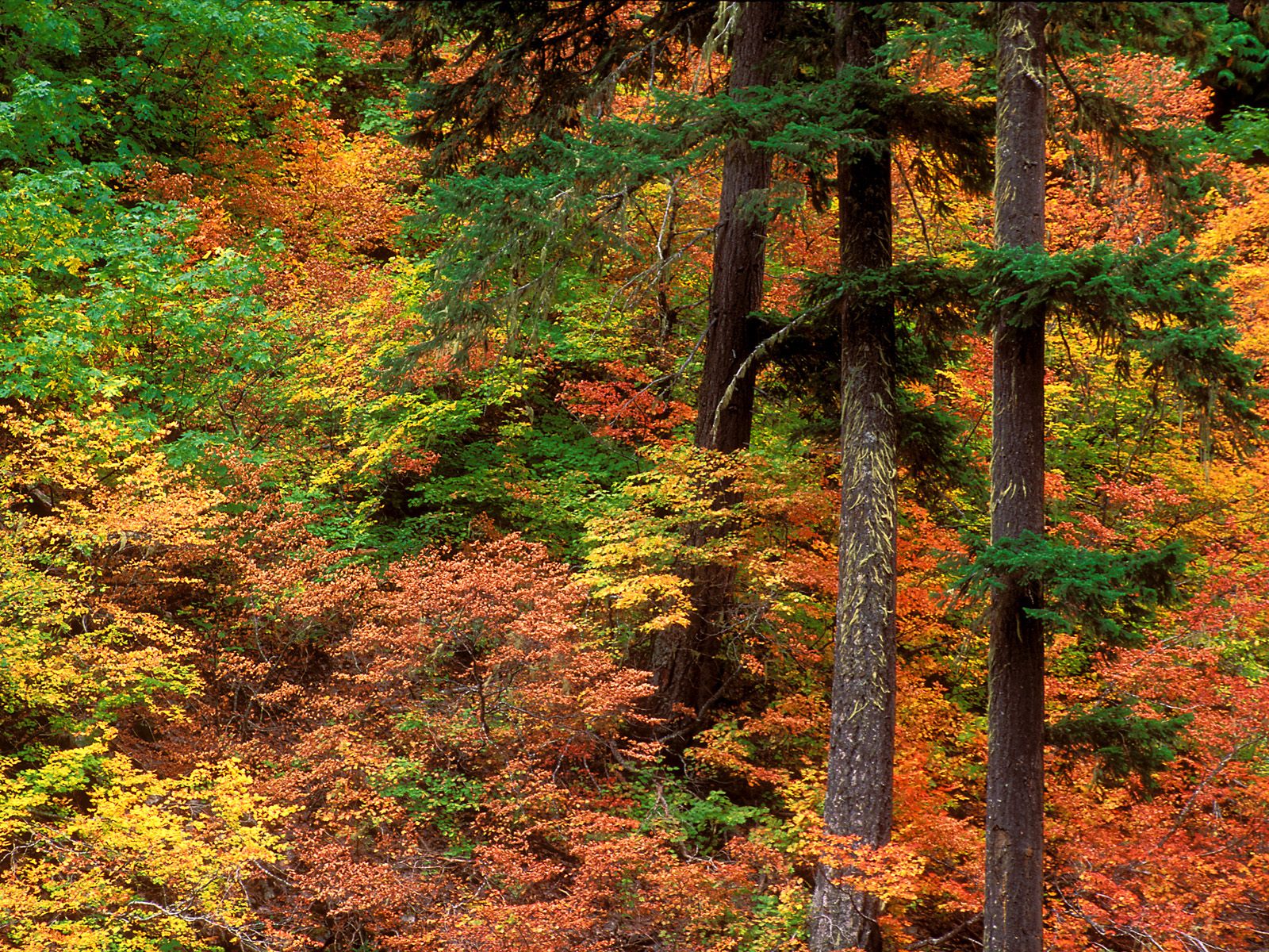 Russeted Woodland, Cascade Mountains, Washington