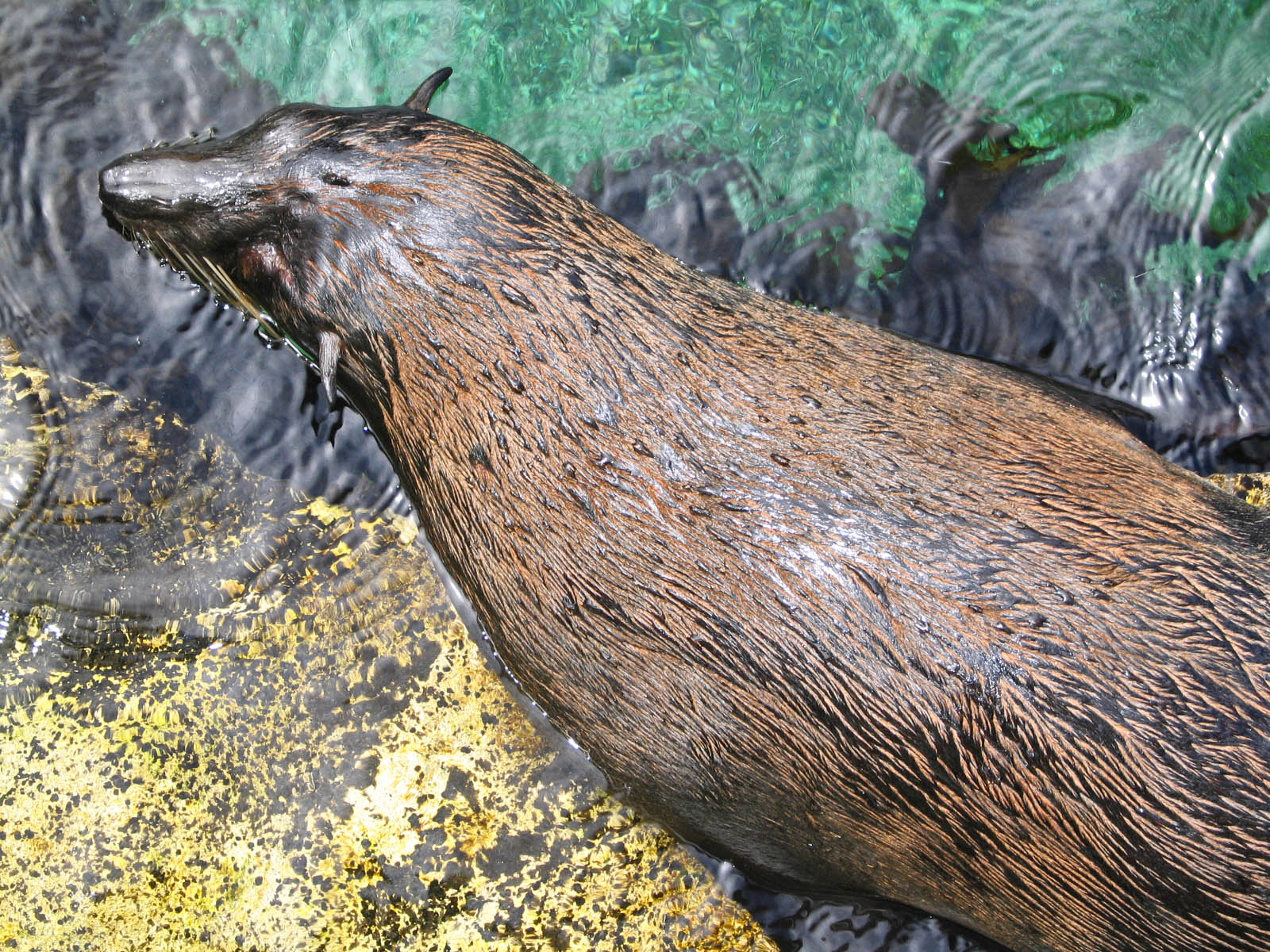 seal image