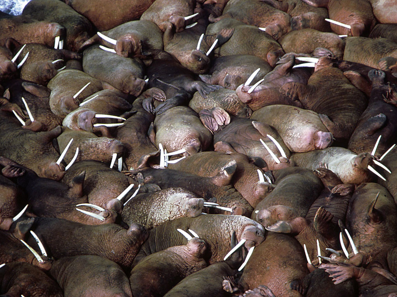 walrus photo